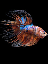 Load image into Gallery viewer, Male Crowntail - Galaxy #1514 - Live Betta Fish
