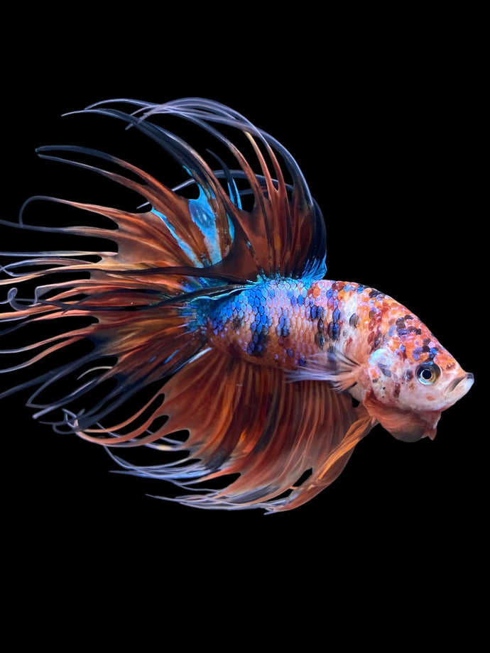 Male Crowntail - Galaxy #1514 - Live Betta Fish