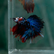 Load image into Gallery viewer, Male Rosetail - Blue Galaxy #1515 - Live Betta Fish
