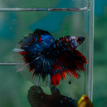 Load image into Gallery viewer, Male Rosetail - Blue Galaxy #1515 - Live Betta Fish
