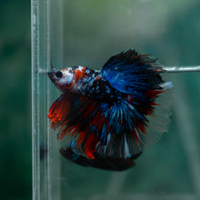 Load image into Gallery viewer, Male Rosetail - Blue Galaxy #1515 - Live Betta Fish
