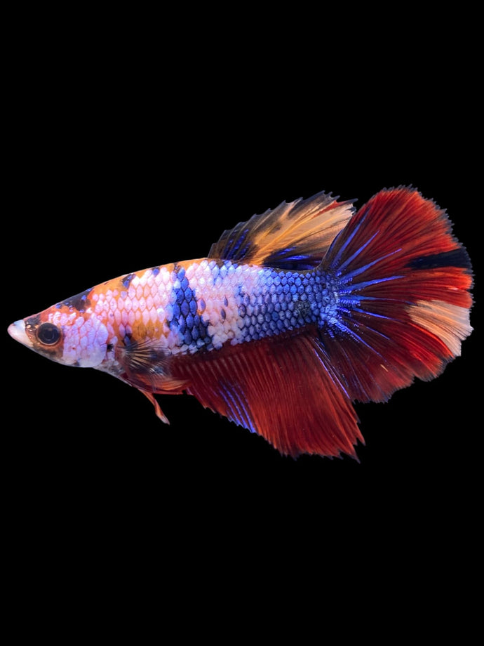 TOP GRADE Female Halfmoon - Multicolor #1515 - Live Betta Fish
