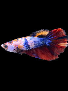 TOP GRADE Female Halfmoon - Multicolor #1515 - Live Betta Fish