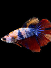 Load image into Gallery viewer, TOP GRADE Female Halfmoon - Multicolor #1515 - Live Betta Fish
