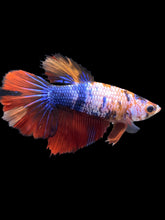 Load image into Gallery viewer, TOP GRADE Female Halfmoon - Multicolor #1515 - Live Betta Fish
