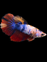 Load image into Gallery viewer, TOP GRADE Female Halfmoon - Multicolor #1515 - Live Betta Fish
