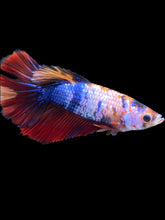 Load image into Gallery viewer, TOP GRADE Female Halfmoon - Multicolor #1515 - Live Betta Fish
