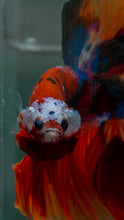 Load image into Gallery viewer, Male Halfmoon - Galaxy #1516 - Live Betta Fish
