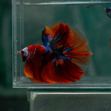 Load image into Gallery viewer, Male Halfmoon - Galaxy #1516 - Live Betta Fish
