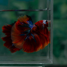 Load image into Gallery viewer, Male Halfmoon - Galaxy #1516 - Live Betta Fish
