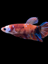 Load image into Gallery viewer, GIANT Female Halfmoon Plakat - Galaxy #1516 Live Betta Fish
