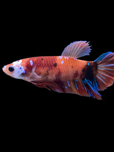 GIANT Female Halfmoon Plakat - Galaxy #1516 Live Betta Fish