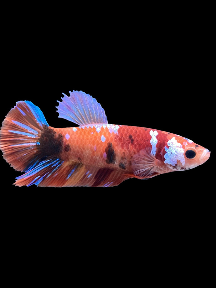 GIANT Female Halfmoon Plakat - Galaxy #1516 Live Betta Fish
