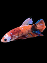 Load image into Gallery viewer, GIANT Female Halfmoon Plakat - Galaxy #1516 Live Betta Fish
