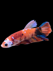 GIANT Female Halfmoon Plakat - Galaxy #1516 Live Betta Fish