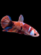 Load image into Gallery viewer, GIANT Female Halfmoon Plakat - Galaxy #1516 Live Betta Fish
