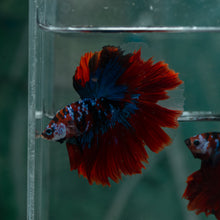 Load image into Gallery viewer, Male Halfmoon - Galaxy #1517 - Live Betta Fish
