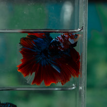 Load image into Gallery viewer, Male Halfmoon - Galaxy #1517 - Live Betta Fish
