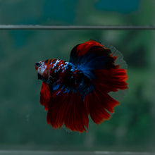 Load image into Gallery viewer, Male Halfmoon - Galaxy #1517 - Live Betta Fish

