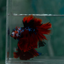 Load image into Gallery viewer, Male Halfmoon - Galaxy #1518 - Live Betta Fish
