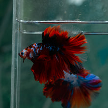 Load image into Gallery viewer, Male Halfmoon - Galaxy #1518 - Live Betta Fish
