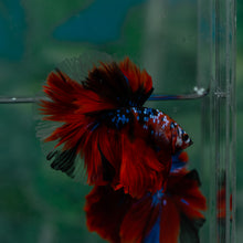 Load image into Gallery viewer, Male Halfmoon - Galaxy #1518 - Live Betta Fish
