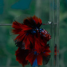 Load image into Gallery viewer, Male Halfmoon - Galaxy #1518 - Live Betta Fish

