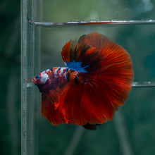 Load image into Gallery viewer, Male Halfmoon - Galaxy #1519 - Live Betta Fish
