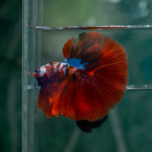 Load image into Gallery viewer, Male Halfmoon - Galaxy #1519 - Live Betta Fish
