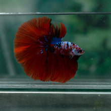Load image into Gallery viewer, Male Halfmoon - Galaxy #1519 - Live Betta Fish
