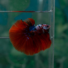 Load image into Gallery viewer, Male Halfmoon - Galaxy #1519 - Live Betta Fish
