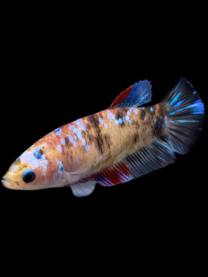 Female Halfmoon Plakat - Galaxy #151 - Live Betta Fish