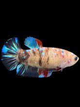 Load image into Gallery viewer, Female Halfmoon Plakat - Galaxy #151 - Live Betta Fish
