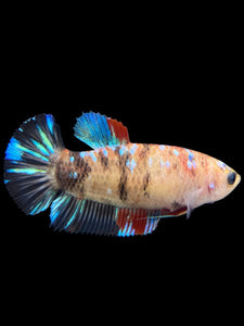 Female Halfmoon Plakat - Galaxy #151 - Live Betta Fish