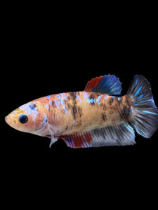 Female Halfmoon Plakat - Galaxy #151 - Live Betta Fish