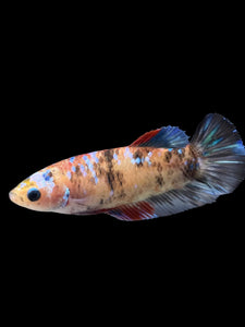 Female Halfmoon Plakat - Galaxy #151 - Live Betta Fish