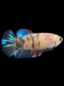 Female Halfmoon Plakat - Galaxy #151 - Live Betta Fish