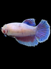 Load image into Gallery viewer, TOP GRADE Female Halfmoon - Purple #150 - Live Betta Fish
