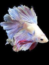 Load image into Gallery viewer, Male Rosetail - Purple #151 - Live Betta Fish
