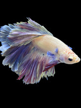 Load image into Gallery viewer, Male Rosetail - Purple #151 - Live Betta Fish
