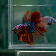 Load image into Gallery viewer, Male Halfmoon - Multicolor #1520 - Live Betta Fish
