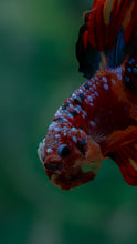 Load image into Gallery viewer, Male Halfmoon - Multicolor #1520 - Live Betta Fish
