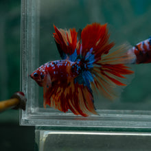 Load image into Gallery viewer, Male Halfmoon - Multicolor #1520 - Live Betta Fish
