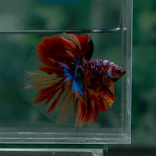 Load image into Gallery viewer, Male Halfmoon - Multicolor #1520 - Live Betta Fish
