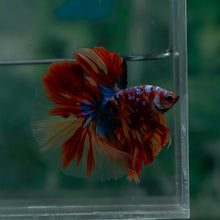 Load image into Gallery viewer, Male Halfmoon - Multicolor #1520 - Live Betta Fish

