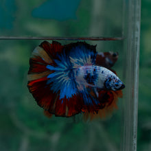 Load image into Gallery viewer, Male Halfmoon - Multicolor #1521 - Live Betta Fish
