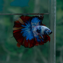 Load image into Gallery viewer, Male Halfmoon - Multicolor #1521 - Live Betta Fish
