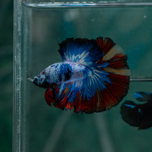 Load image into Gallery viewer, Male Halfmoon - Multicolor #1521 - Live Betta Fish
