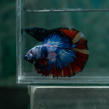 Load image into Gallery viewer, Male Halfmoon - Multicolor #1521 - Live Betta Fish
