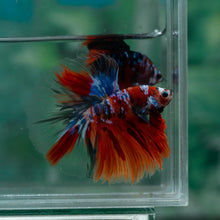 Load image into Gallery viewer, Male Halfmoon - Multicolor #1522 - Live Betta Fish
